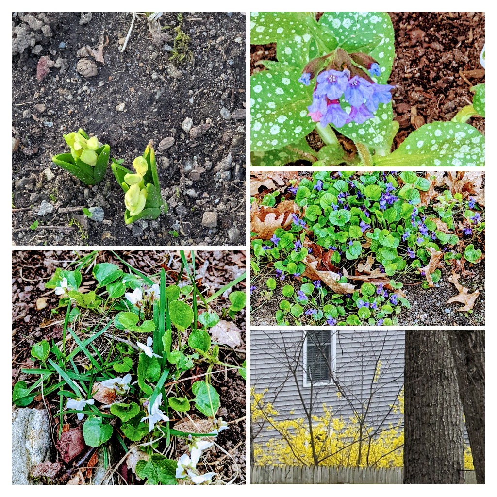 Helio my friends! Spring flowers blooming in Nashua, NH today!