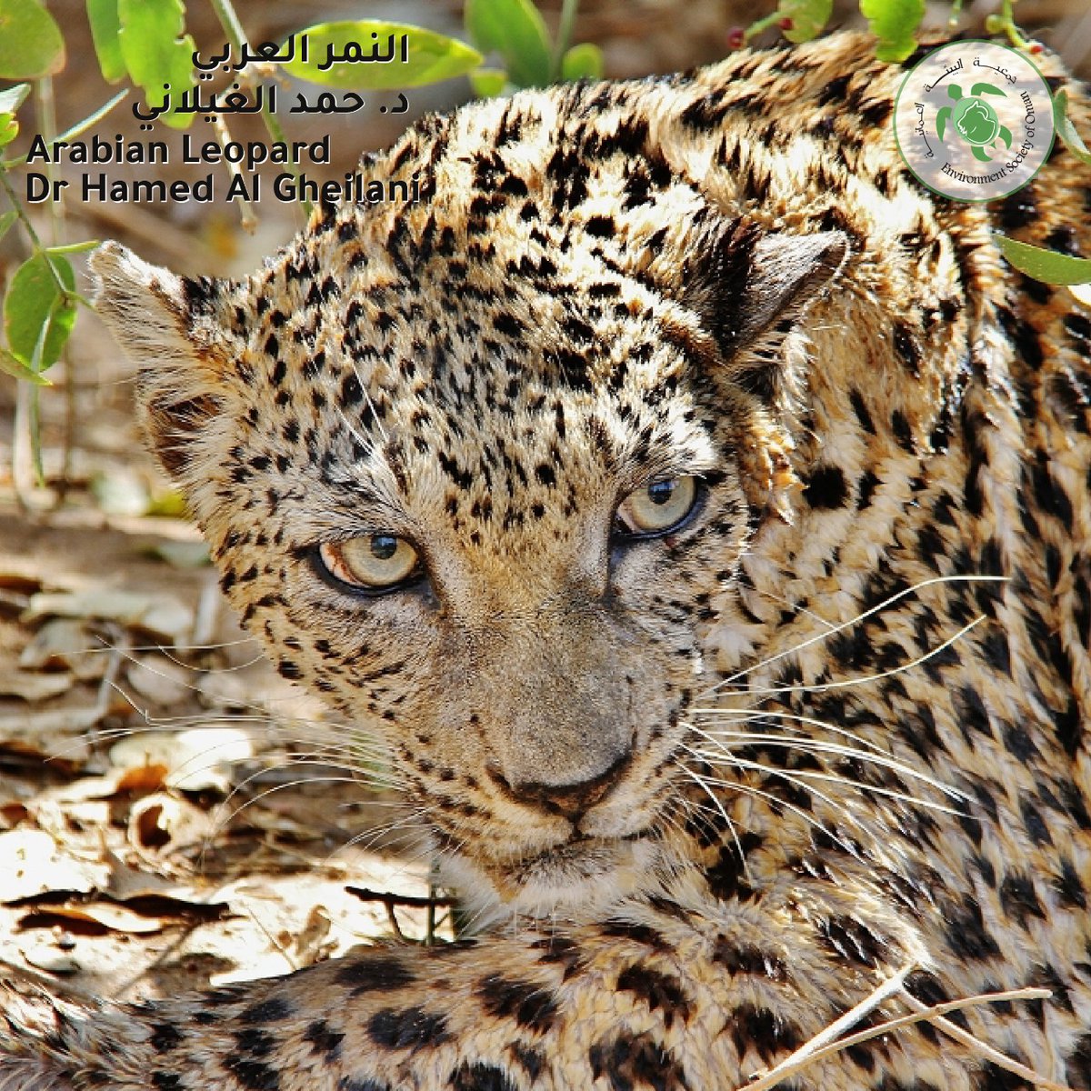 eso_oman_'s tweet photo. نحتفي اليوم بالمواهب الرائعة للدكتو حمد الغيلاني وهو خبير البيئة البحرية وكان من ضمن فريق جمعية البيئة العمانية في السنوات الماضية. لرؤية المزيد من أعماله يرجى الاطلاع أو متابعته على: @GheilaniAl ، شكراً لك لتقديم الصور لجمعية البيئة العُمانية.#دعم_جمعية_البيئة_العُمانية https://t.co/RUISwL9G4Z