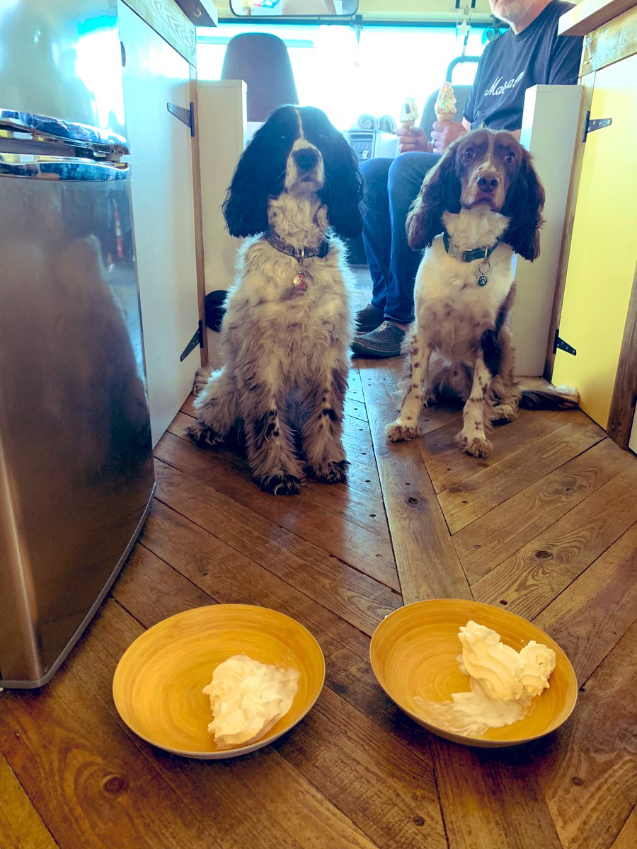 Monty &amp; Maddie seem to be adapting to bus life beautifully 🚌🐕🐾