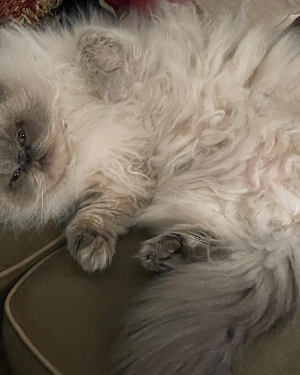 FreyjaCurlyEars's tweet photo. Tummy. #hamish #himalayancat #himalayancatsofinstagram #bluepoint #belly #tummy #cats #catsofinstagram #catstagram #pet #love #cute #kitty #instacat #catlover #petstagram #meow #lovecats #cute #fluffy #kat #katten #poofy #purr #purrs #follow #ilovecats #ikhouvankatten https://t.co/aN2zzsp0qm