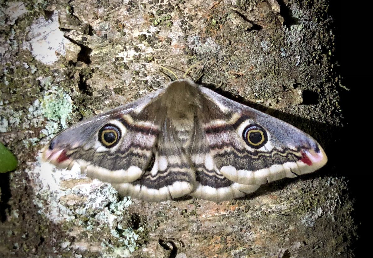 Dream come true! It’s only taken 20 years of mothing but finally a female Emperor Moth 😍 #Dartmoor #MagnificentMoths @BCDevon