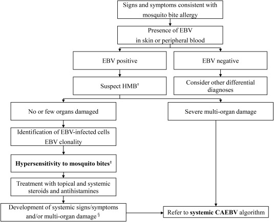 3/17Hypersensitivity to mosquito bites (HMB):HMB or severe mosquito bite allergy (SMBA) is a cutaneous form of chronic active Epstein–Barr virus disease (CAEBV). HMB belongs to a category of Epstein–Barr virus (EBV)-associated NK cell lymphoproliferative disorders (LPD).