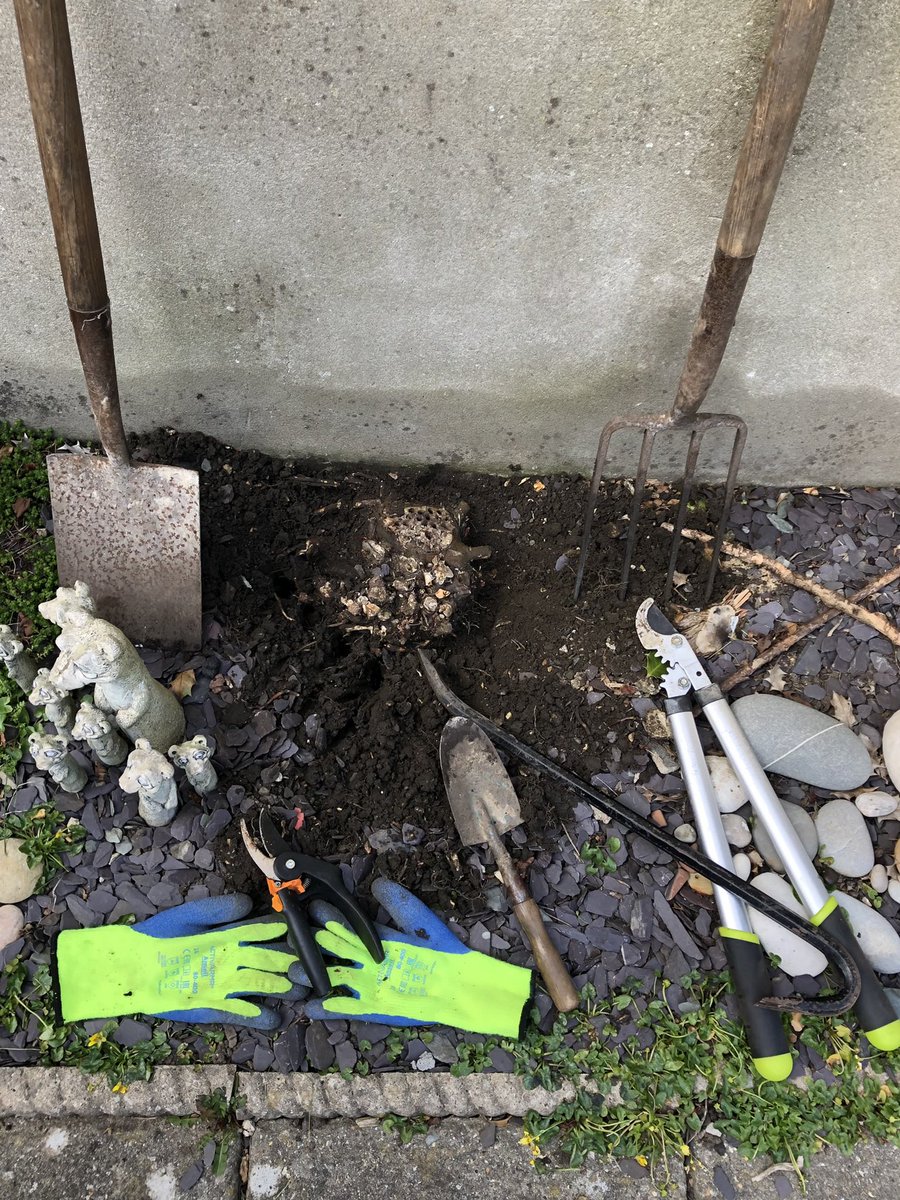 happyhillers's tweet photo. Today after we’d been grocery shopping my husband made me a display board for my #hagstones and put up a shelf for plants👍🏼 Following which, between us and with rudimentary tools we dug up this beast of a #Baytree root, it took a few hours 😱😯🥱 but it’s gone now 👏🏼👏🏼👏🏼 https://t.co/vqrzaWhF2q
