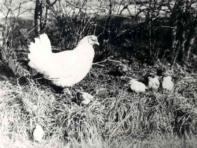 NL_Heritage's tweet photo. #HappyEaster.  The proud mother hen looks after her chicks.  Captured on camera on a farm near #Coltness by an unattributed photographer.  The image is reminiscent of the work of renowned, Wishaw-based animal photographer, Charles Reid. https://t.co/Kcly32jdtP