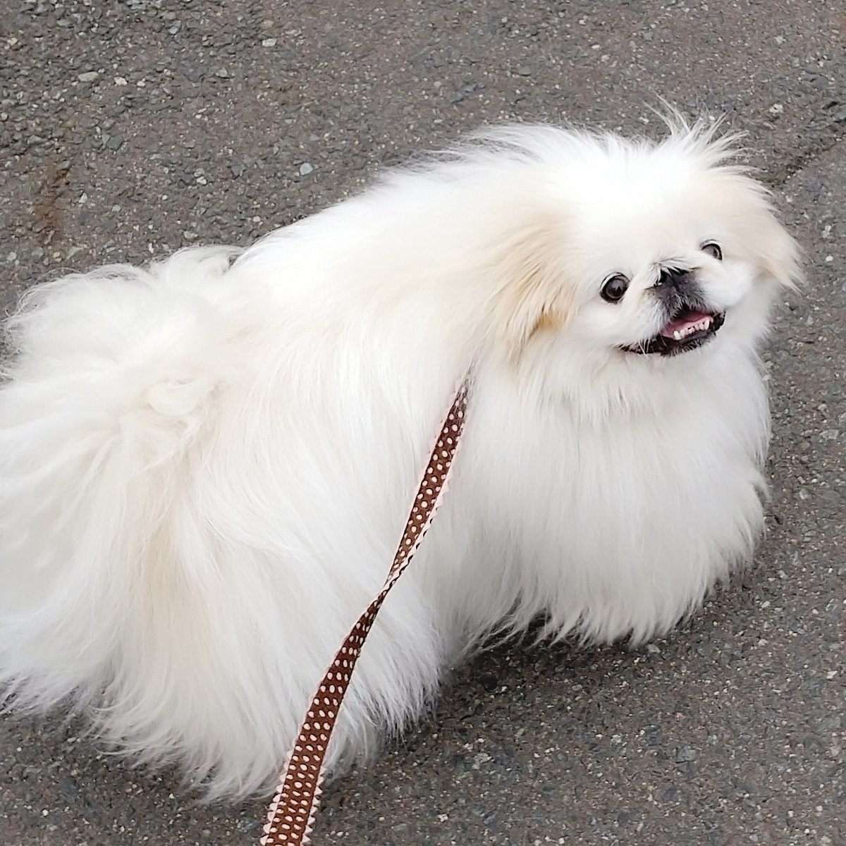 近所にこういう生き物が歩いてるんだけど何だろう かわいいイラストに飼い主さんたちから正解発表 犬 ですよね Togetter