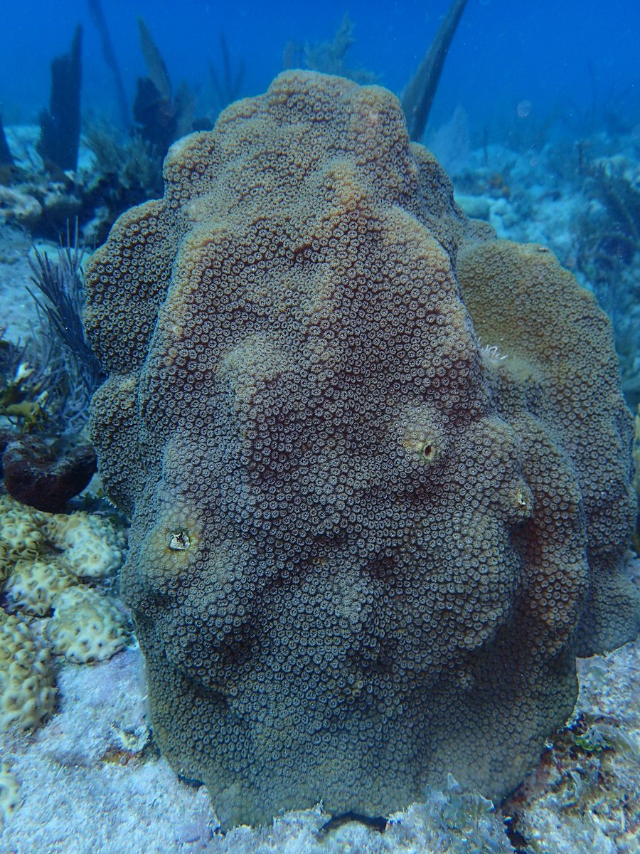 CeliaLeto's tweet photo. Stunning wild O. annularis colony that we found during fieldwork yesterday https://t.co/p9dIW9RoFp