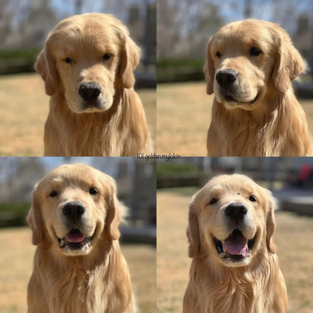 Which Friday Mood are you? 

.
#goldenretriver #goldens #goldenretrieversofig #goldenlife #retrivergram