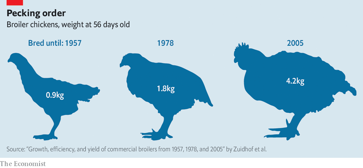 As you saw in my first tweet, the Chickens of the early 1900's were vastly different birds that the chickens of today. The average broiler chicken in the 1940s was around 3 pounds and it took a few months to get to that size.