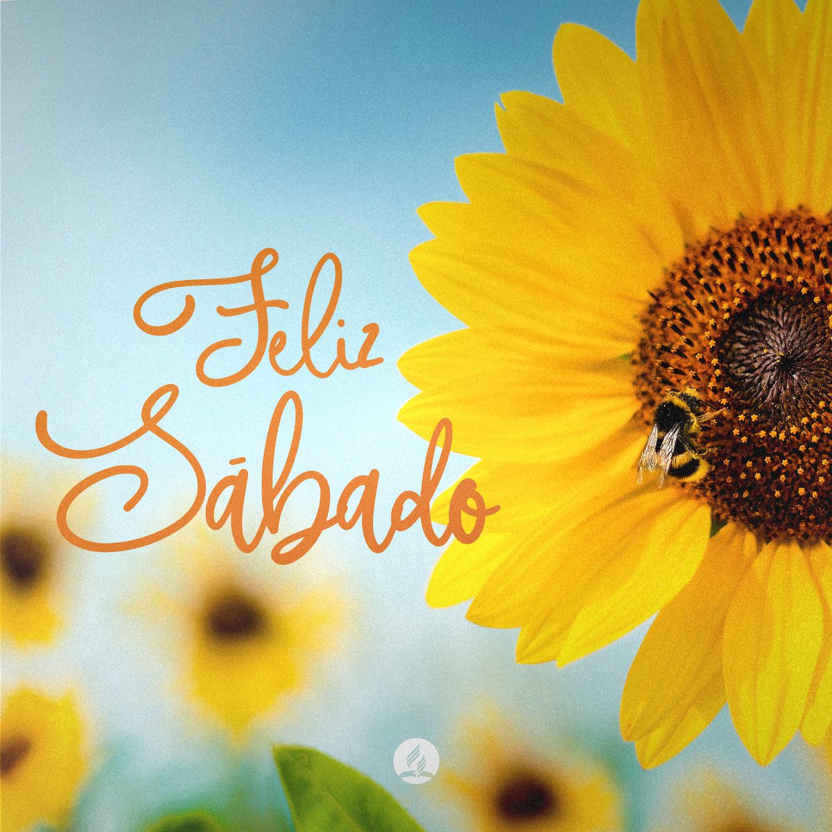 O melhor dia da semana chegou! Um feliz sábado a todos🌻