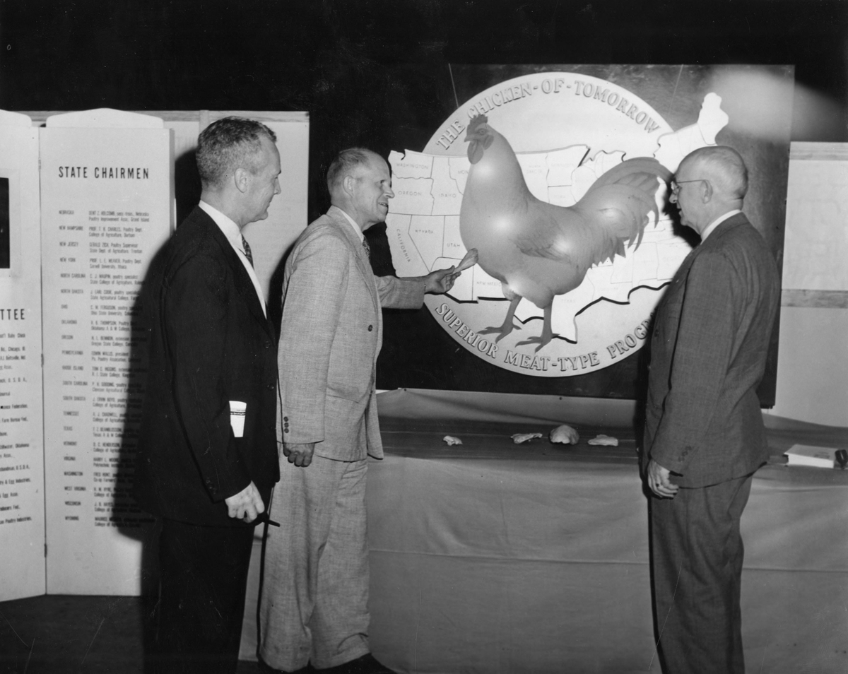 The rules of the contest were simple: Each contestant raised their special breed of chicken for 12 weeks. The birds would then be slaughtered and judged. The judges key metrics were size, skin, width of the breast, and average weight. NOT TASTE.