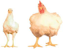 We are still eating the Chicken of Tomorrow and have continued to get even more "efficient" at creating our chicken product.The average chicken broiler grows in 35 days, half the time of the fastest chicken in 1948. Our birds are also much fatter, averaging 6.5 pounds.