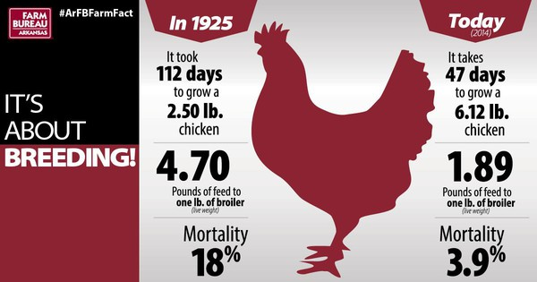 In addition to this, we are basically eating gigantic baby birds. For centuries, it has been known that a mature, adult bird is what creates the best flavor. In the early 1900s, chickens would be slaughtered around 4+ months. Today's broiler is getting slaughtered at 47 days