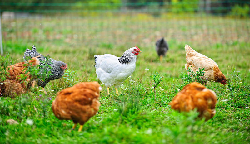 It is also important to note that what chickens are now fed is drastically different for what they have been eating evolutionarily. Chickens are meant to eat a wide range of items such as: grass & bugs, scraps, mice, frogs, etc. They are kept around farms to clean up scraps!