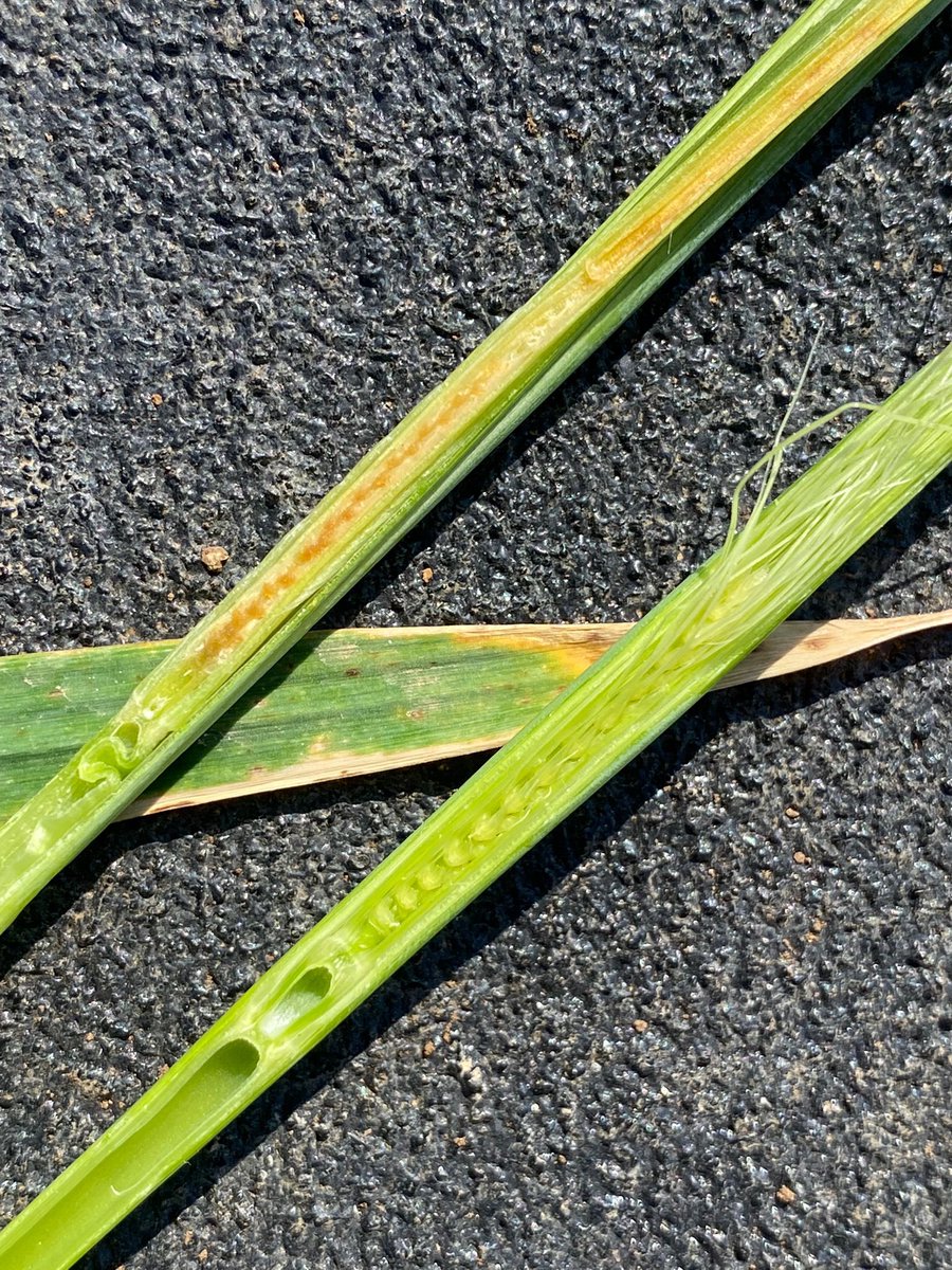 Encore du dégât de gel sur le Nord Charente cette année ! Orge Sensation trop précoce à épiaison ? Mais du dégât sur blé également ! Les deux journées de gel ont pu impacter le cycle méiose aussi! Les colzas semblent avoir moins souffert que l’an passé. #gel22