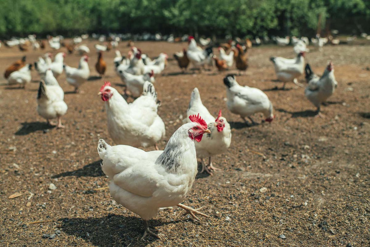 A good farm will have the chickens moving out in the pasture, consuming wide ranges of items. Buying from a farm will allow you to directly ask the farmer questions about how the bird was raised.