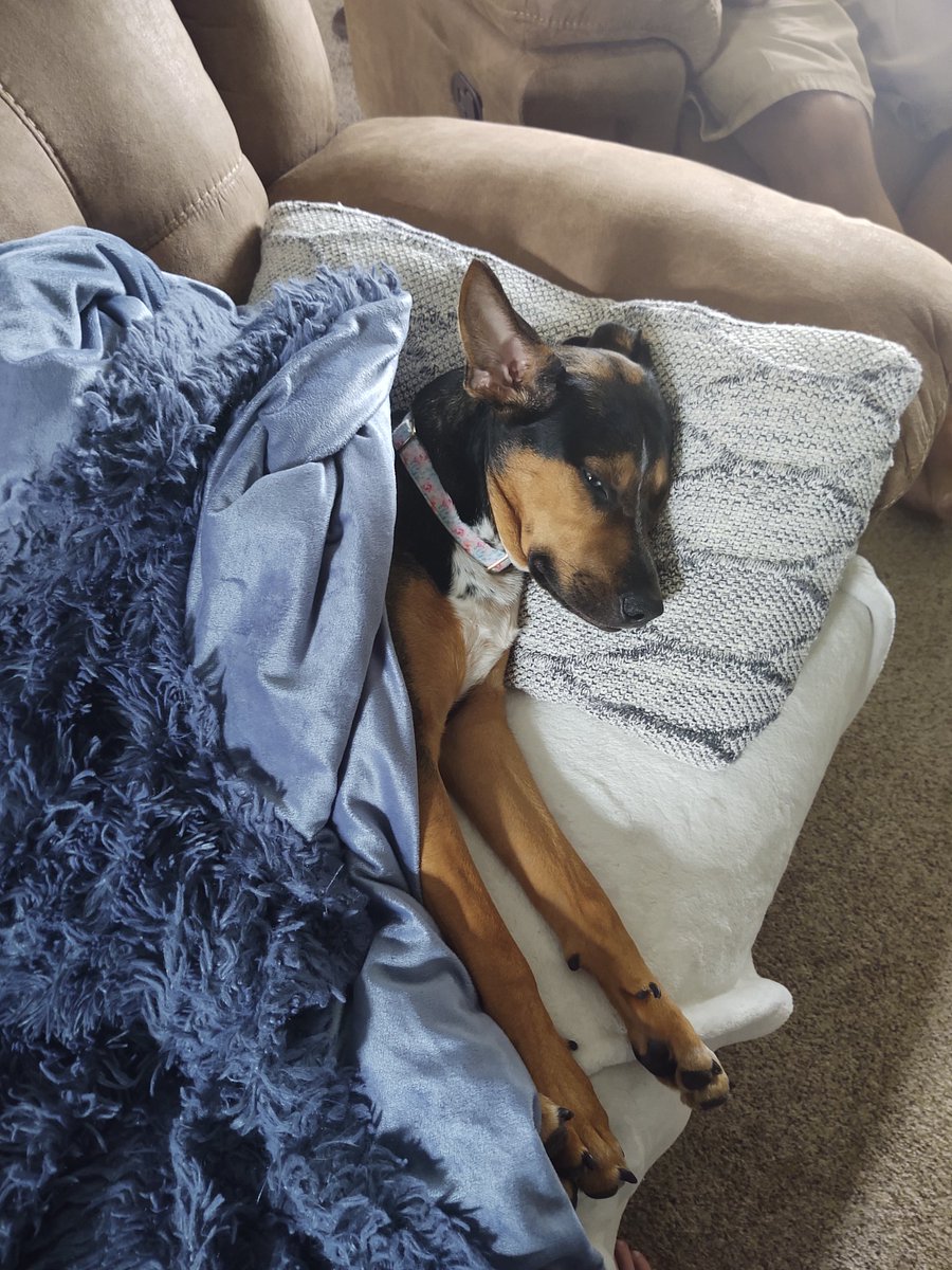 ColeSherbet's tweet photo. @DanaTerrace This is Daphne. She won't sleep without a blanket (because she's a menace) hope your healing goes well!! https://t.co/VbAPz1lSL0