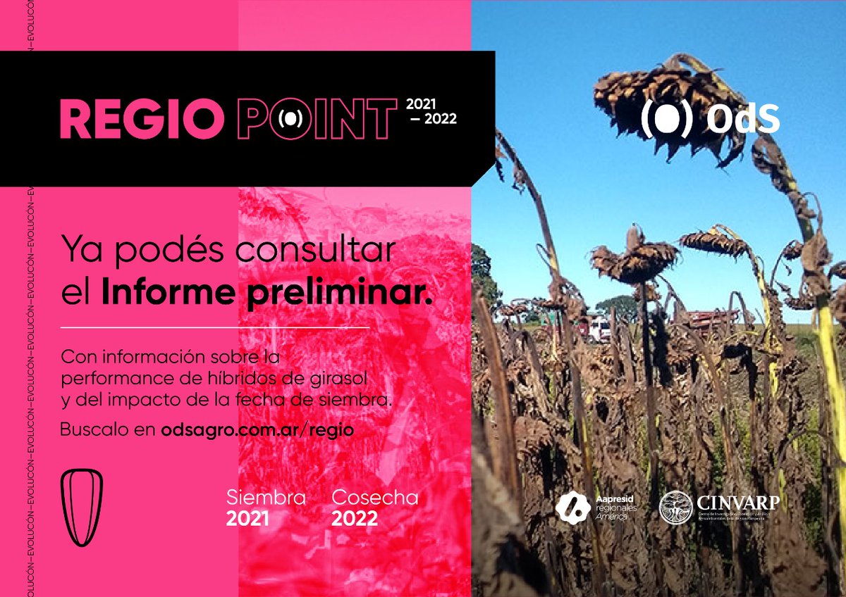 OdSagro's tweet photo. 🌻 ¿Ya chequeaste el informe preliminar de #RegioPoint? 

📢  Datos en base a ensayos de híbridos de #girasol que evaluamos este 2021/22 en distintos ambientes del Oeste de Bs. 

Acceso 👉 https://t.co/aoQUjQTJLe

#Agrodecisiones #PlanesDeSiembra https://t.co/DUJxcYywhQ