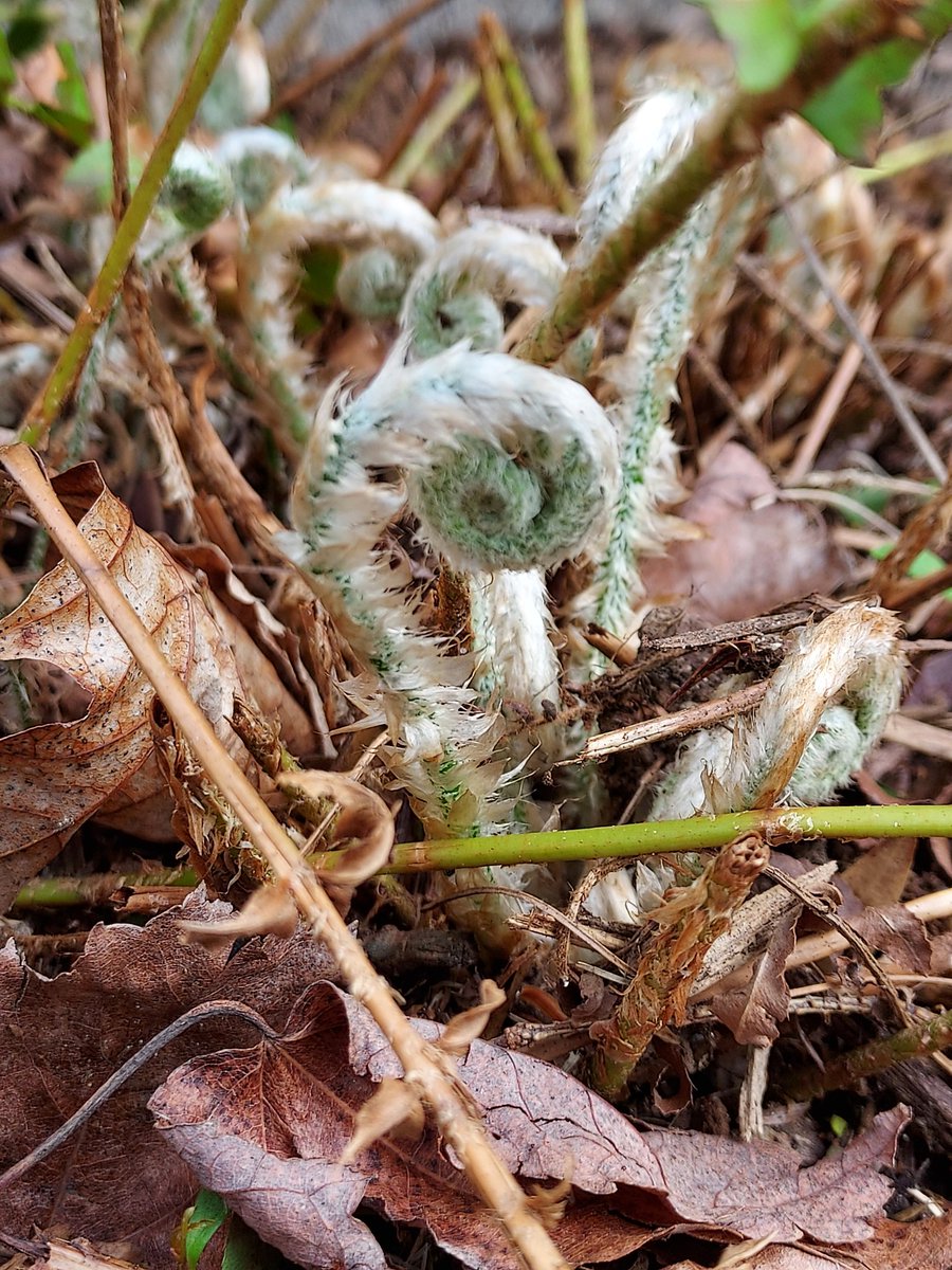 cheech192's tweet image. Fiddlehead #apriltexturechallenge