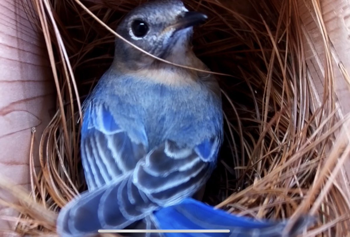 CindyPTruitt's tweet photo. A fun treat for all you #birdwatching folks. My sister made a #bluebird house nest cam. Fun to follow along and see them progress. 
#birdphotography #birding #birds #NaturePhotography #nature #spring 

https://t.co/czFN4r1SVS https://t.co/RVm8xYH53E