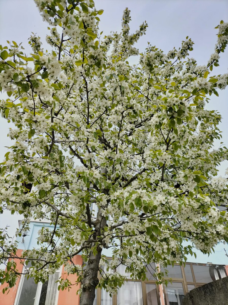 ebrarekincii's tweet image. Bahar 💚