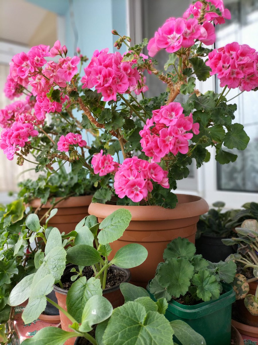 ebrarekincii's tweet image. Bahar 💚