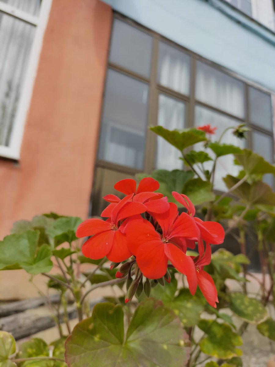 ebrarekincii's tweet image. Bahar 💚