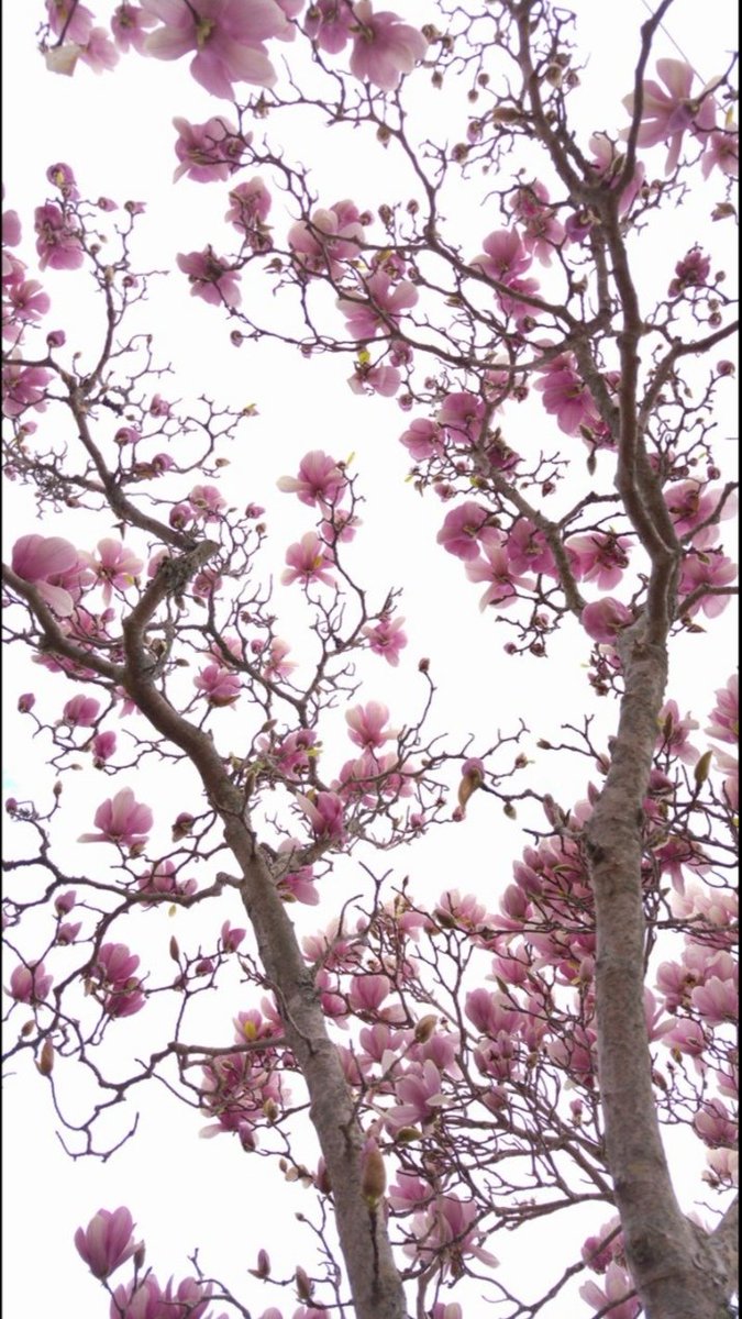 ebrarekincii's tweet image. Bahar 💚