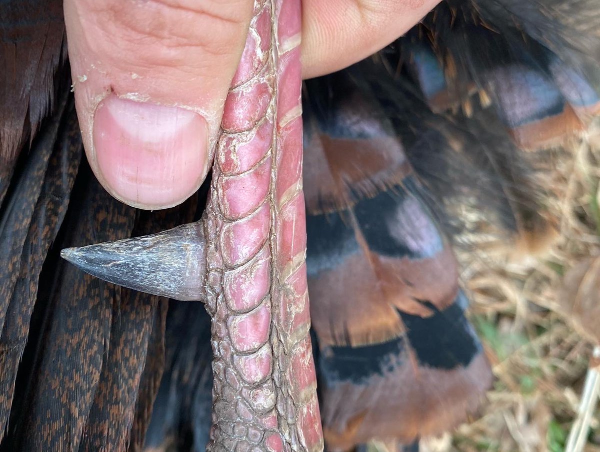 TeamJohnsonOD's tweet photo. #gobbler down!!! Wisconsin youth #turkeyhunt successful for 1 #teamjohnsonoutdoors youth member. Unfortunately, adult member who will remain unnamed got zero footage #turkeyhunting https://t.co/q7ssdPEpna