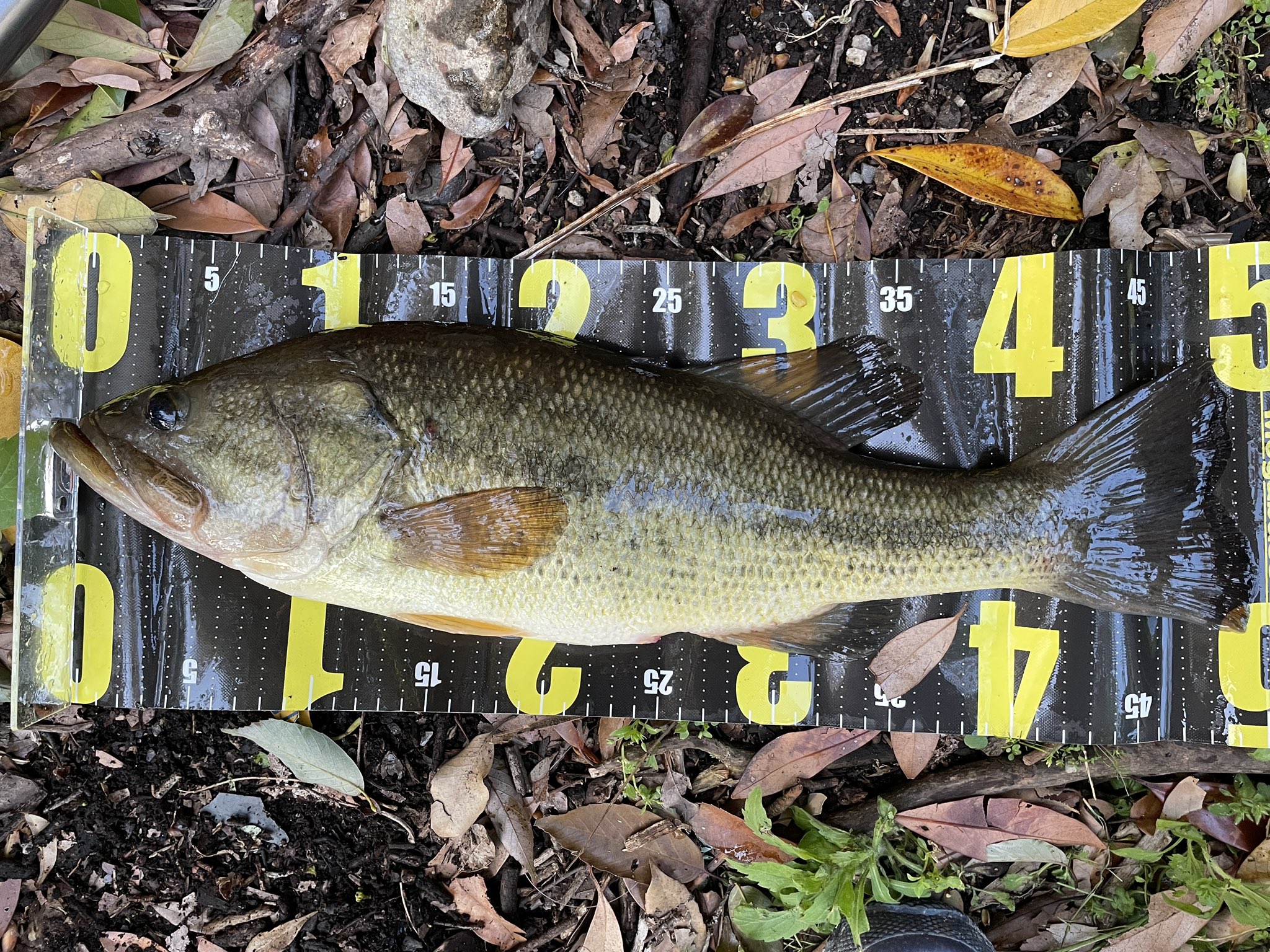 たにも バス釣り専用 Ta2moblackbass Twitter