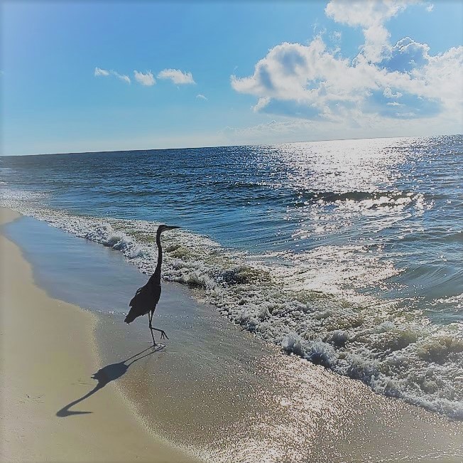 VisitPerdidoKey's tweet photo. Do more of what you love ππ
#OceanLove #PurelyPerdido #PerdidoKeyLife
πΈ: Katie Schuler #PKPhotoContest https://t.co/66TOMclcLS