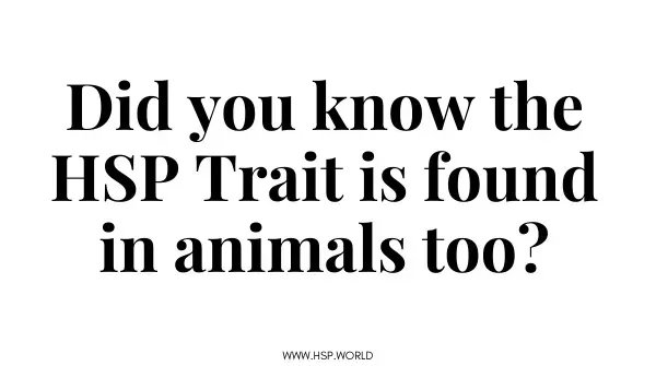same as in humans, 15-20% of each animal species has the HSP Trait. Have u ever had a pet you thought might have the HSP Trait cuz they seemed pretty in tune with ur emotions? 🐕🐴🐷🐭🐇🐓🐯

#HSP #highlysensitiveperson