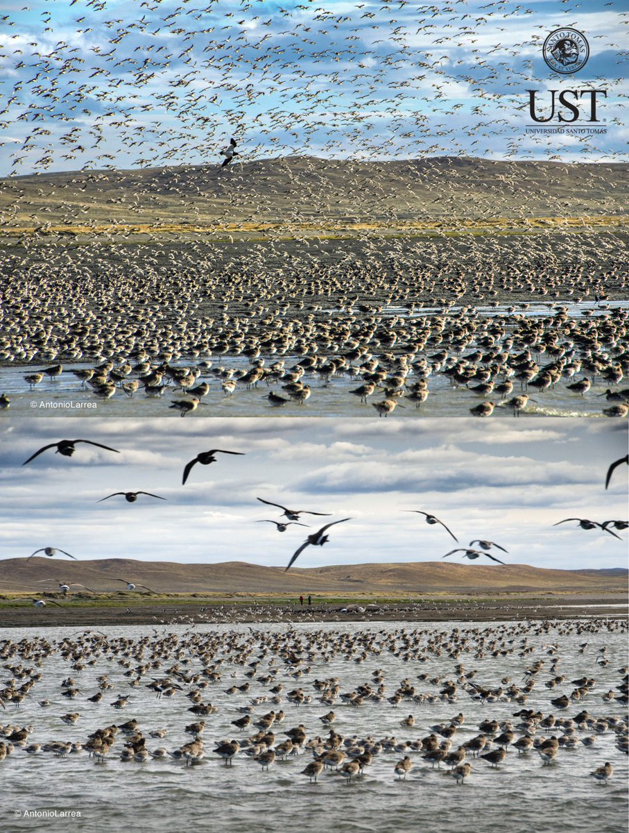 cbahialomas's tweet photo. En un día como hoy, hace 2 años, se oficializaba la declaración de Santuario de la Naturaleza Bahía Lomas (Tierra del Fuego, Chile). 
Abril 16/2020 - Abril 16/2022.
Un hito en la conservación del patrimonio natural y cultural de #Magallanes 👏🏻👏🏻👏🏻 https://t.co/E5kRYWQWQf
