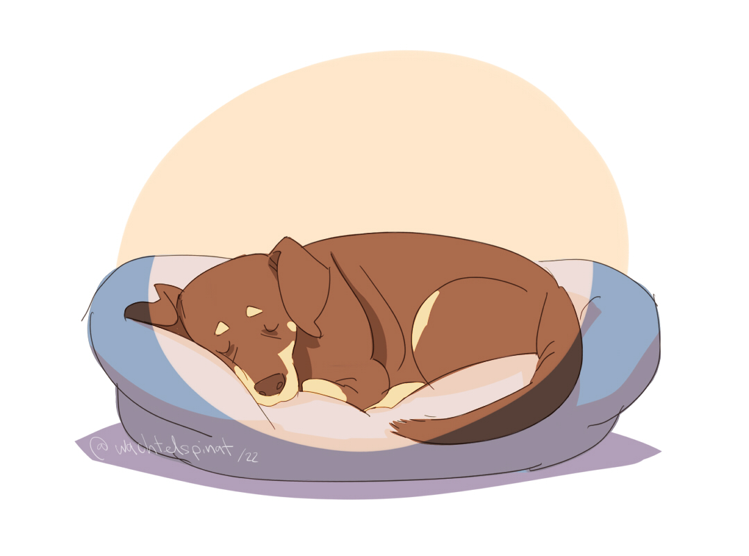 no humans animal focus pillow sleeping closed eyes dog lying  illustration images