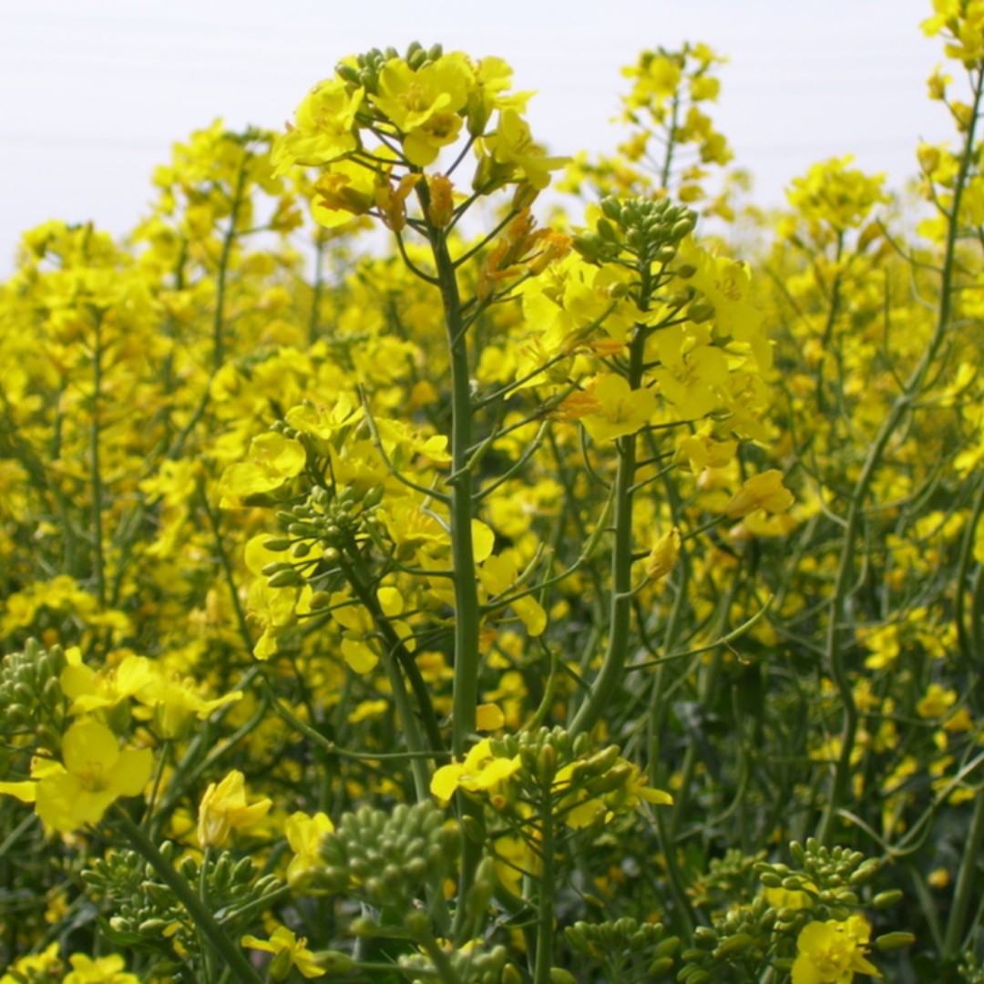 uscanola's tweet photo. The Pacific Northwest Canola Association released a new video that explains what #canola is and how it is grown and processed into food and feed products at the @ViterraCanola expeller crushing facility in eastern Washington: https://t.co/eZC3Fv3BMV. #PNWCA #UScanola https://t.co/jfTXKFMghJ