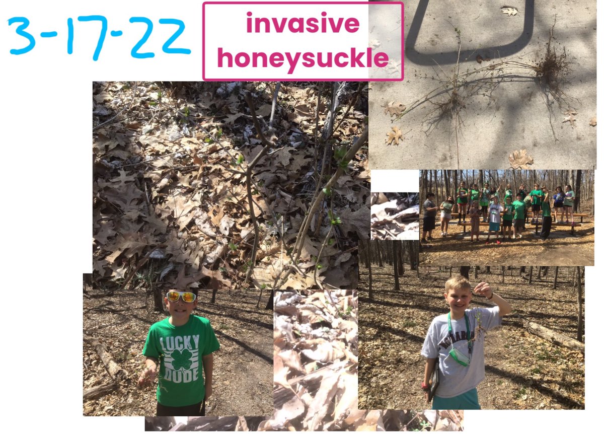 Scienceguy65203's tweet photo. Talk about advantages.  3/16/22 invasive honeysuckle leaves started popping, 3/17 were fully opened.  4/16/22 Eastern Redbud leaves just beginning to open.  The invasive gets a one month head start, something many don’t understand or notice.  @Szydlowskim @FVEFalcons @MDC_online https://t.co/7KQQCxCwmF