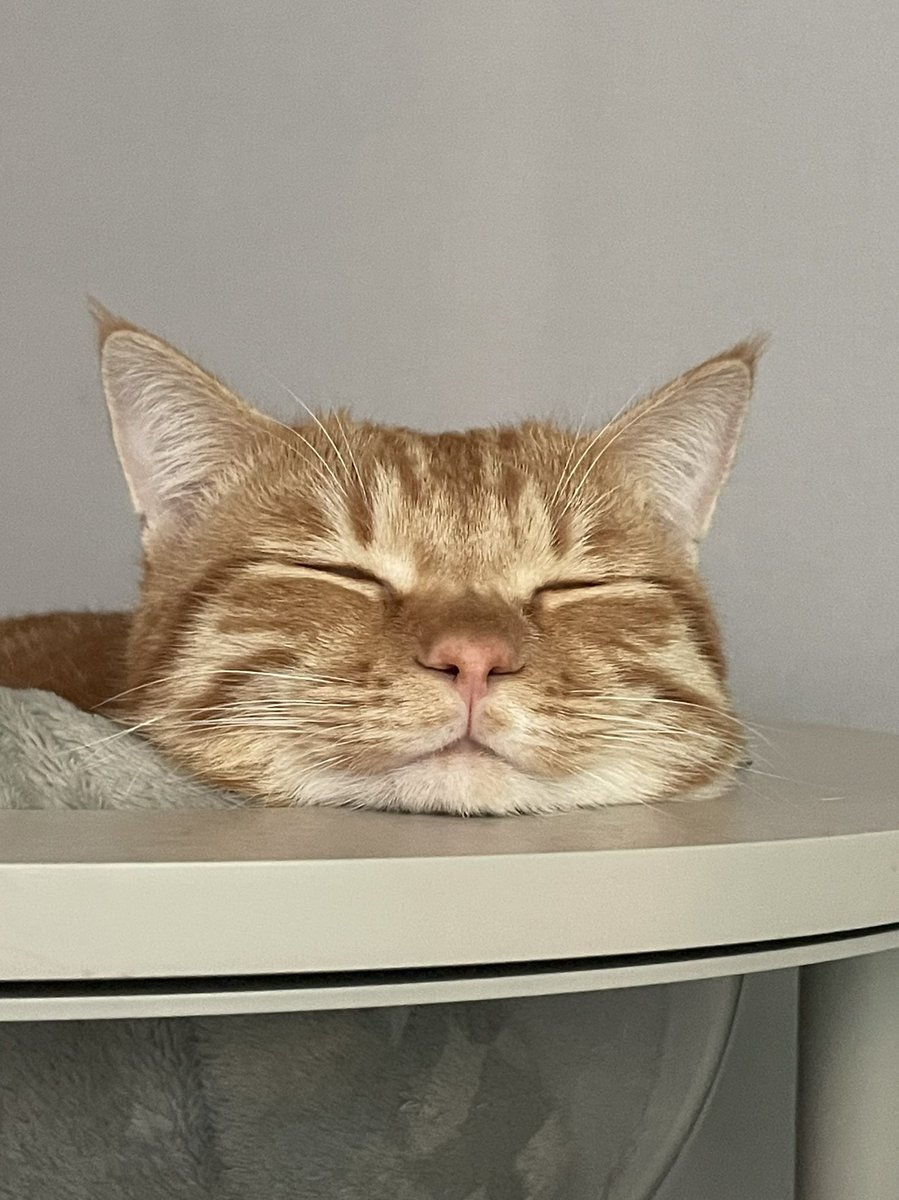 dongggeul's tweet photo. 김이 모락모락 나는 치즈호빵 https://t.co/wMRBd0hkzh