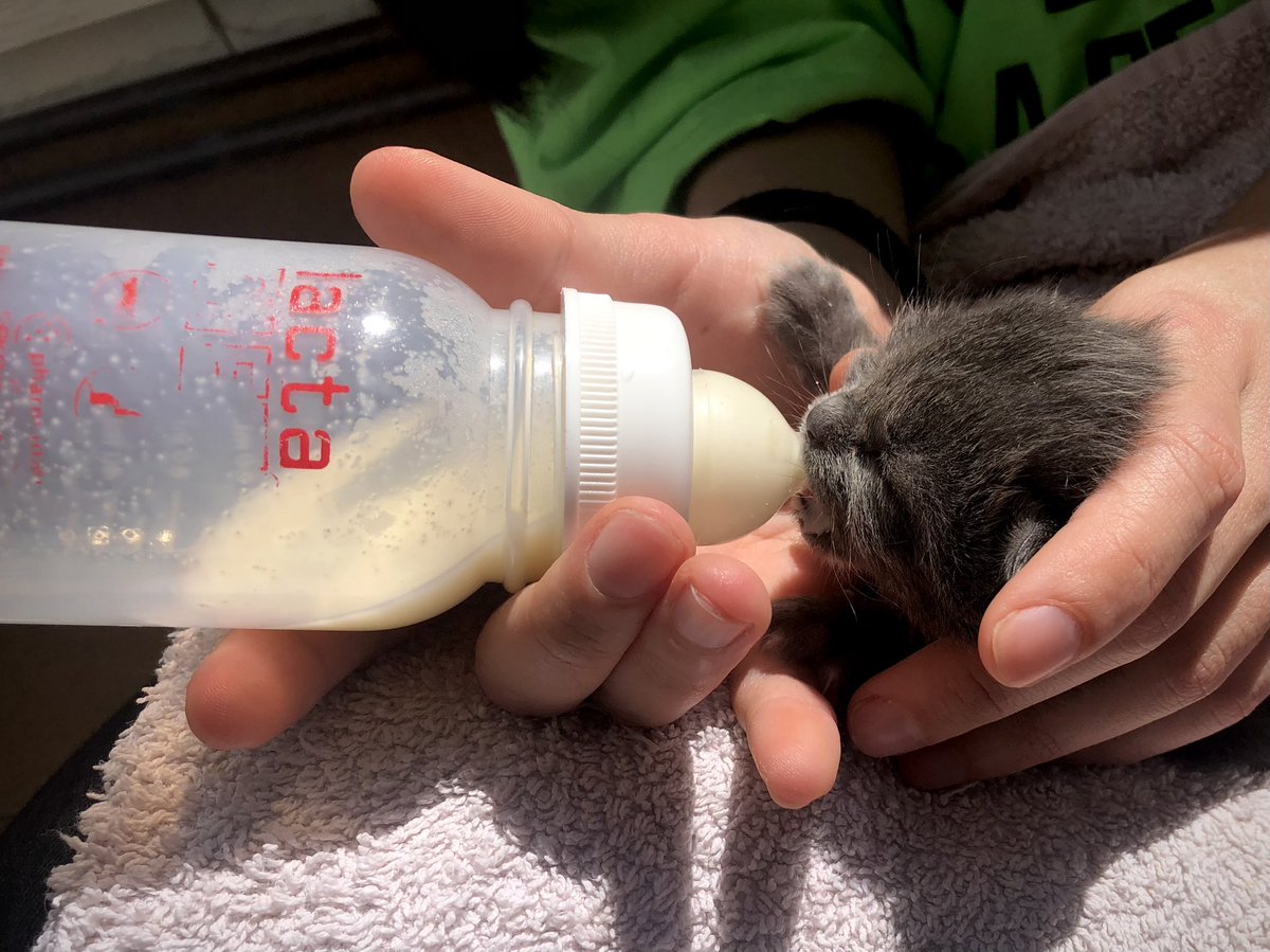 miau 🥺