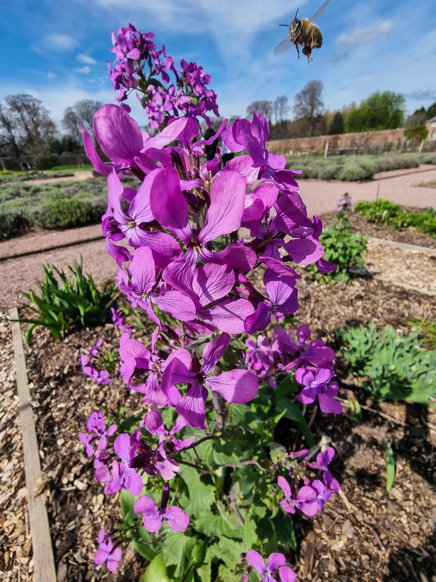 emma76history's tweet photo. Visited Gordon Castle today!!! Another lovely trip out to see some lovely scenery!!! #EasterWeekend #Scotland #beautiful #scenery #flora #gordoncastle https://t.co/e3uBJJg1hG