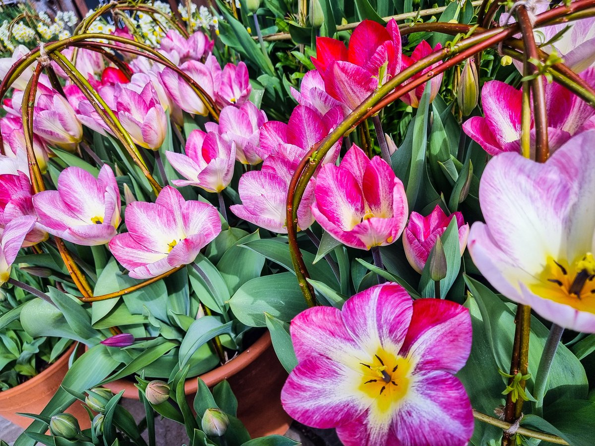 emma76history's tweet photo. Visited Gordon Castle today!!! Another lovely trip out to see some lovely scenery!!! #EasterWeekend #Scotland #beautiful #scenery #flora #gordoncastle https://t.co/e3uBJJg1hG