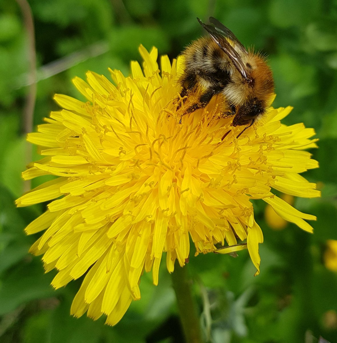 CPartridge74's tweet photo. Just a Common Carder bee enjoying a weed/wildflower (Dandelion) in my front lawn/meadow. #lovepollinators #lovedandelions #natureisntneat #nomow https://t.co/IEedrCwZRQ