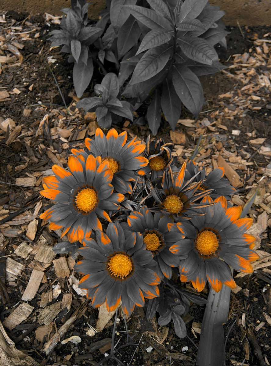 New #NFTProject Drop!

<a href="/mandoxcreate/">CREATE | NFT Marketplace</a> #nft collection 

A passion project for my photos &amp; I. Straight from the ❤️
 
20% to #Mentalhealth in my #community 

20% to <a href="/OfficialMandoX/">MANDOX</a> mission wallet  

opensea.io/collection/man…

#MandoxMilitia #NFTs #NFTCommunity 
#NFTart #NFTartist