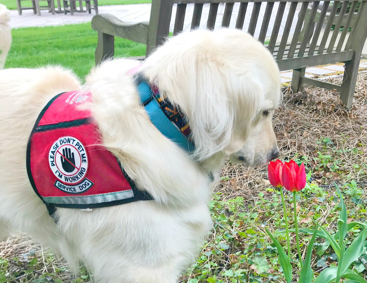 sampson_dog's tweet photo. Take time today to enjoy the Spring colors and smell the floofs. Find the happy on this Easter weekend! https://t.co/JlbaSjXmiU