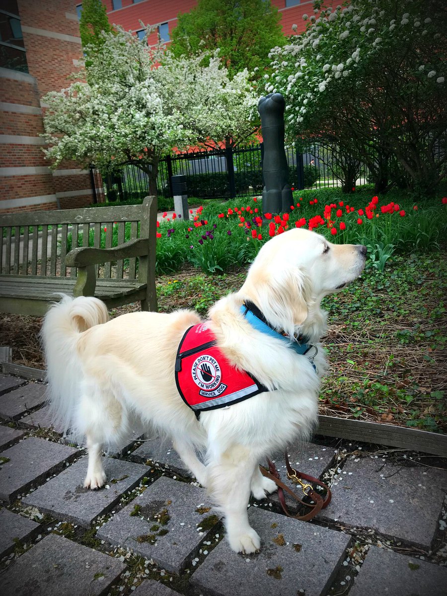 sampson_dog's tweet photo. Take time today to enjoy the Spring colors and smell the floofs. Find the happy on this Easter weekend! https://t.co/JlbaSjXmiU