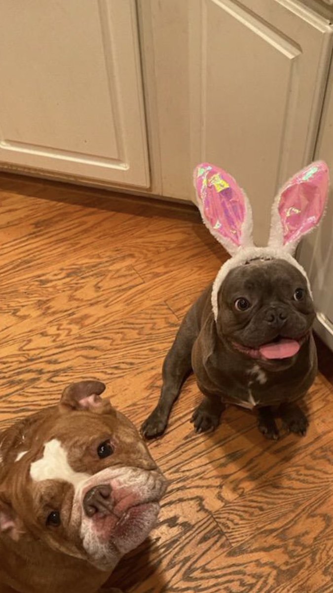 RaulCollins16's tweet photo. No Louie! We already have an Attack Bunny @houstonpolice maybe next year! #RelationalPolicing #COMMAFFAIRS #happyEaster2022 https://t.co/GdrteDEGkp