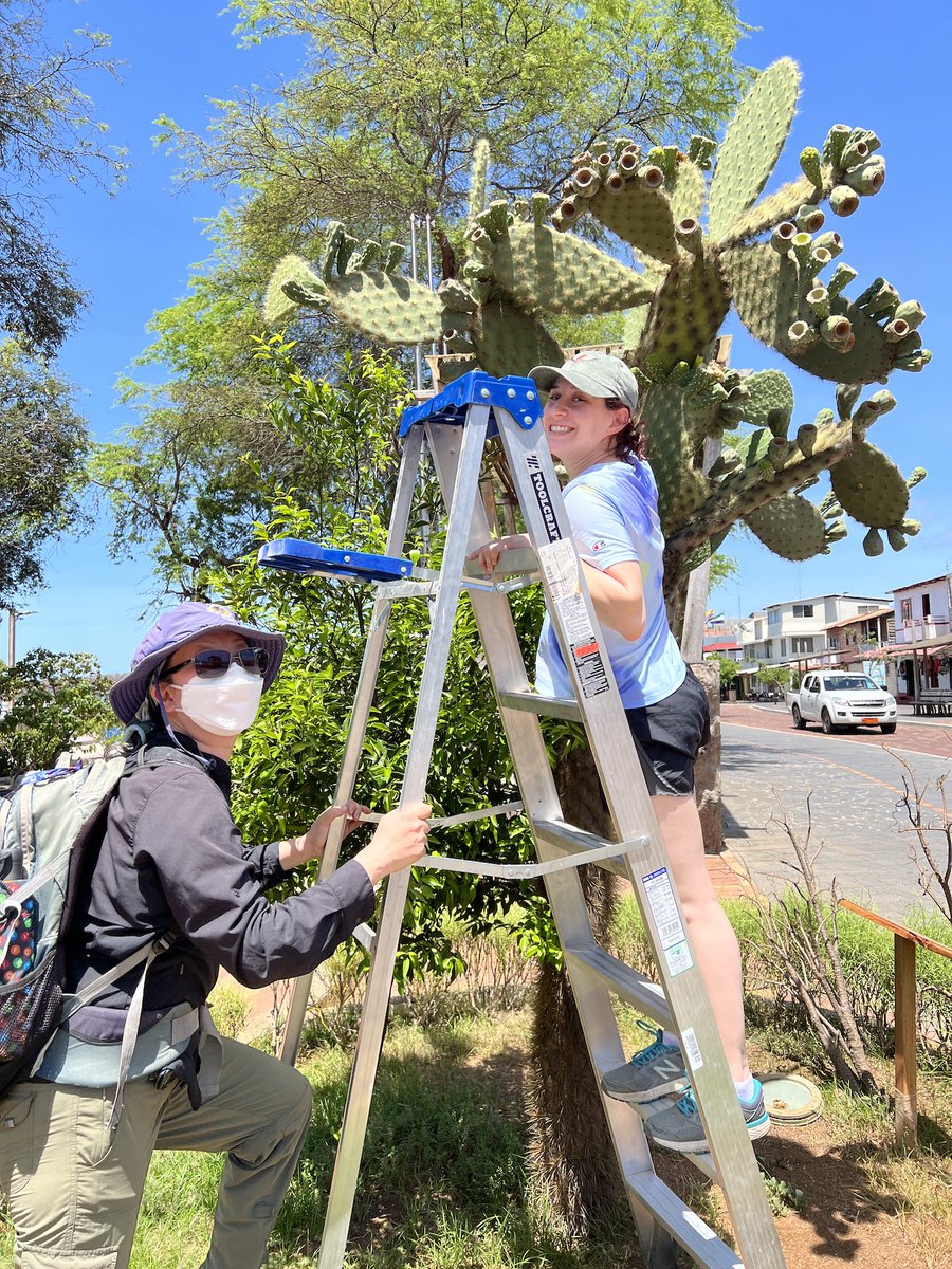 SarahKnutie's tweet photo. Congrats to Gabby Solomon @gabbysolomon3!
Gabby is an NSF REPS fellow in my lab/Galapagos & will be joining @Bob_Curry's lab as a Master's student at @VillanovaU in the Fall!
Congrats @gabbysolomon3!!!! https://t.co/0K7SnfVdAS
