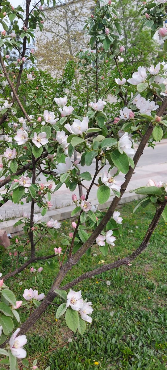 Bahar...🌺🌺🌺