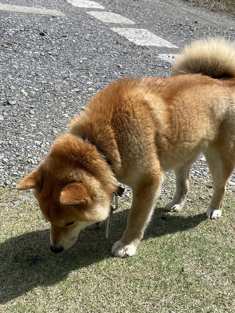 お座りコロンと柴犬 Www Vetrepro Fr