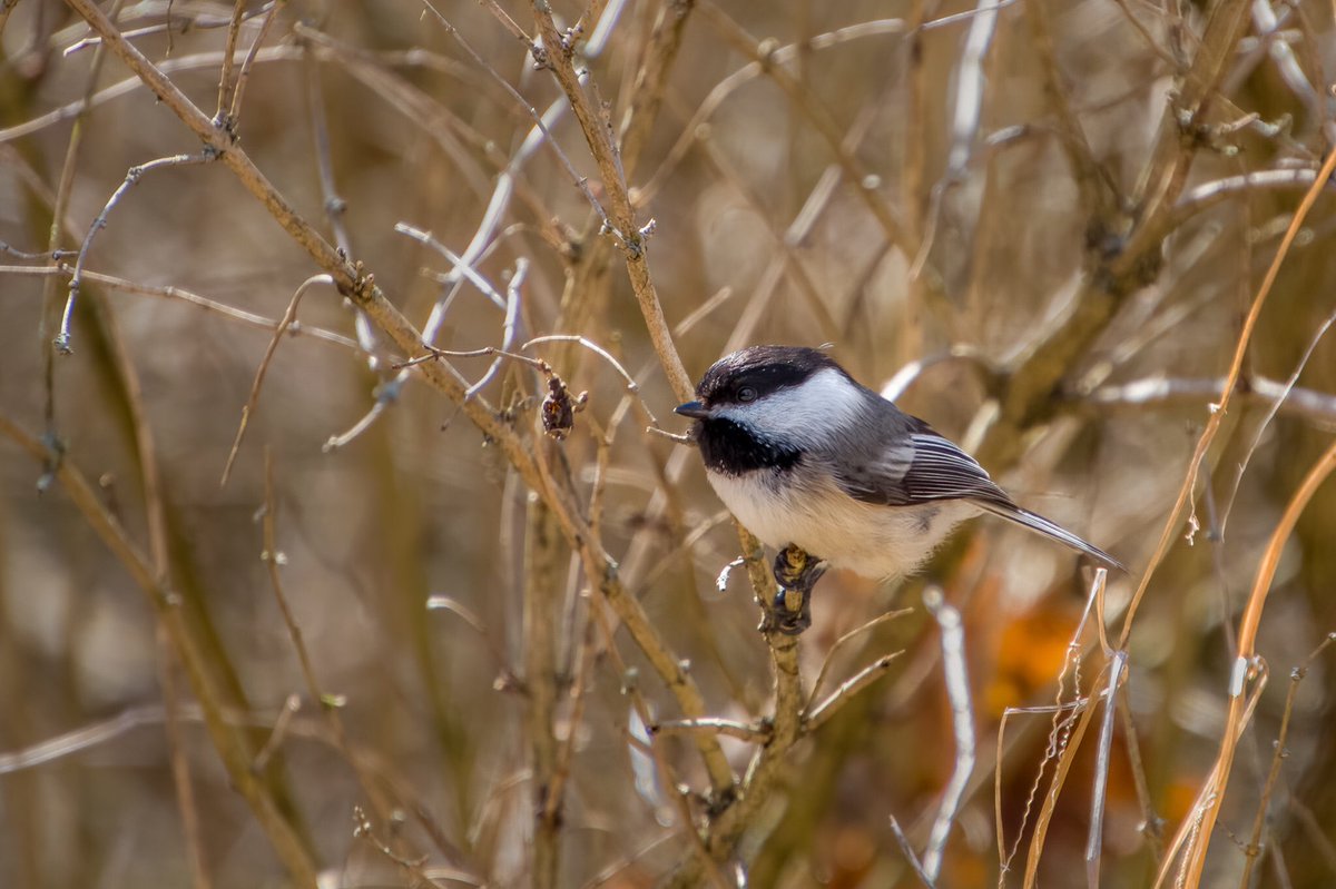 Black-Capped Chickadee while out at <a href="/DarlingtonPP/">Darlington Provincial Park</a> a couple of weekends ago.
#Wildlifephotography #photography #chickadee #birdphotography <a href="/OntarioParks/">Ontario Parks</a>