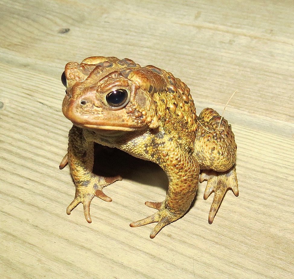 HamiltonNature's tweet image. This weekend is a traditional weekend for visitors! These 2 visitors arrived by the back porch! 
 
📸 Thank you to Paul Smith for sending us these photos of his #frog guests. Paul tells us that #SpringPeepers and #WoodFrogs are in full chorus but no sign of tree frogs #HamOnt
