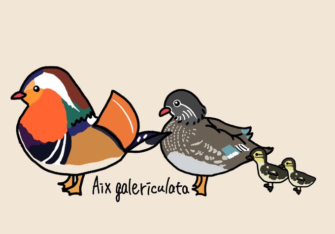 オシドリのtwitterイラスト検索結果